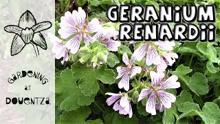 Geranium renardii Care How to Grow Caucasian Cranesbill  5 of 30 my month of perennials [upl. by Fortunna160]