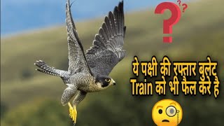 Worlds Fastest Flying Bird Who is Faster Than Bullet Train [upl. by Meluhs]