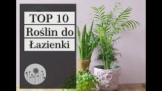 Rośliny doniczkowe do łazienki Część 1 [upl. by Noicnecsa]