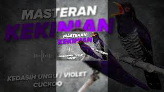 Masteran kekinian kedasih ungu  violet cuckoo kicaumania masteranmuraibatufullisian muraibatu [upl. by Sinnaoi]