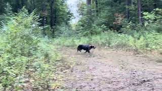 Beirl’s English setters Rio bird workpigeons [upl. by Edris]