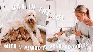 GOLDENDOODLE BREEDER DAY IN THE LIFE  9 newborn goldendoodle puppies [upl. by Aehtorod]