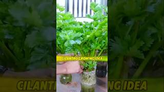 Cilantro Growing Idea in your Kitchen Room প্লাস্টিকের বোতলে ধনিয়া পাতা বৃদ্ধি shots cilantro [upl. by Stacia]