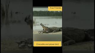 Crocodile and bird true friendship storyshortsHindifactsbird clean teeth of crocodiletrending [upl. by Dowlen]