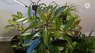 Ardisia Humulis Update and Outside Plant Maintenance [upl. by Gentilis]