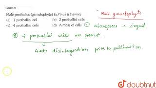 Male prothallus gametophyte in Pinus is having [upl. by Tinor]