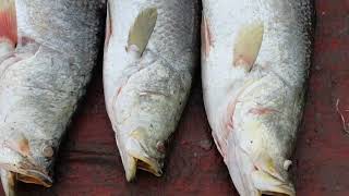 Fish Video  Latest Rates of Fish  Karachi fishery Market on 9th Aug 2024 [upl. by Noeled650]