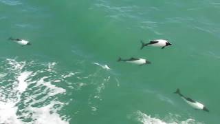 Commersons dolphin Strait of Magellan Patagonia Chile [upl. by Anirahtak]