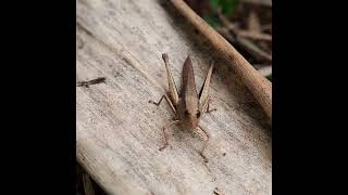 NICE HOPPER CAMO ON DRIED LEAF insects grasshopper camouflage driedleaf insecthabitat grass [upl. by Rosenthal]