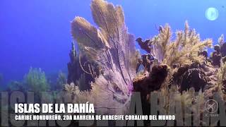 Arrecife Coralina de Roatan Honduras [upl. by How]