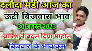 दलौदा मंडी आज का ऊटी बिजवारा का भाव 30 अगस्त 2023 ooty biju garlic rate ooty garlic daloda mandi [upl. by Ramraj804]