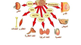 المحاضرة الثانية التنسيق الهرمونىالجزء الثانىـ هرمونات الجزء الغدى للغدة النخامية  احياء ٢٠٢٥ [upl. by Melisandra]