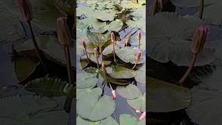 Water lily [upl. by Cale]