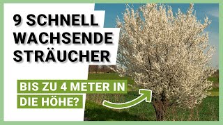 9 schnell wachsende Sträucher für mehr Privatsphäre im Garten [upl. by Feenah625]