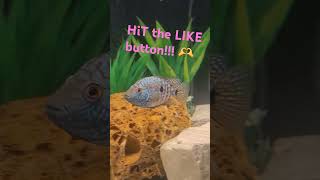 Subscribe if your a cichlid lover 😍😍🫶 [upl. by Auvil]