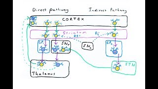 The Basal Ganglia  Direct and Indirect Pathways [upl. by Emina]