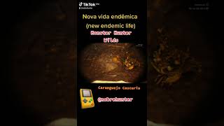 Caranguejo Cascurio nova vida endêmica new endemic life Monster Hunter Wilds monsterhunterwilds [upl. by Afas]