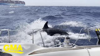 3 boats sunk after apparent coordinated orca attacks [upl. by Drallim]