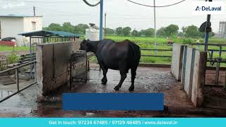 DeLaval Buffalo Milking Parlour [upl. by Eldnik]