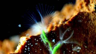 Bryozoa de água doce Phylactolaemata Plumatellidae [upl. by Cirde]