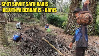 JANGAN REMEHKAN KALAU ADA SPOT KAYA GINI  SAWITAN SATU BARIS BELUTNYA BERBARIS  BARIS [upl. by Rick858]