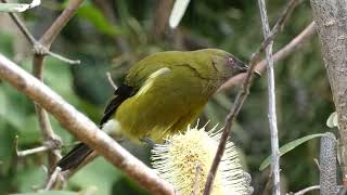 New Zealand bellbird tui [upl. by Ahcilef]