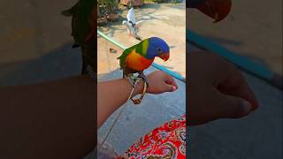 My full team rainbow lorikeet parrot teambird birds lorikeet parrot rainbowloriket shorts [upl. by Agnese465]