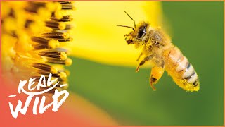 The Secret Success Behind Honey Bees  Real Wild [upl. by Enileda]