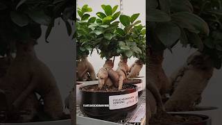 Ficus Microcarpa Ginseng Plants at IKEA [upl. by Ainet301]