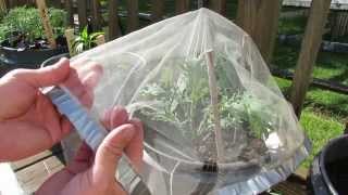 Protecting Kales amp Collards Using Tulle Fabric Squares No Cabbage Loopers  TRG 2014 [upl. by Asereht]