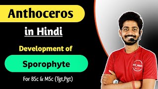 Anthoceros in Hindi  Development of Sporophyte in Anthoceros  Life Cycle of Anthoceros  05 [upl. by Odnumyer]