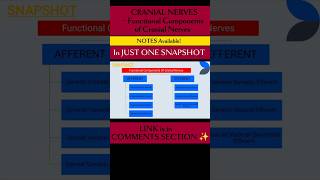 CRANIAL NERVES l Functional Components ✨ brainanatomy cranialnerves physiotherapyeducation neuro [upl. by Akehsar]