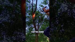 The Secret Behind Tree Inoculation Explained ✅ shorts explained [upl. by Serge562]