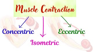 Isometric concentric eccentric contraction with example [upl. by Mikal832]