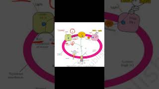 Chemiosmosis in chloroplast diagram explained neetbiology cbsebiology class11th [upl. by Immij931]