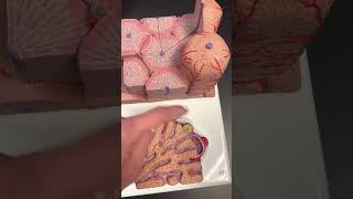 Liver Histology Model [upl. by Anircam]