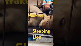 Wake not a sleeping Lion shiba puppy doglover [upl. by Lemmuela]