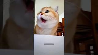 Funny Cats gatosgraciosos short catsofunny [upl. by Nogras]