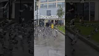 Forget Angry Birds Here Comes The Hungry Birds 😵 FULL VIDEO 👀 Related [upl. by Eilliw357]