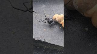 My Pet black widow blackwidow spiderman pet widow amazing shorts nature [upl. by Aletsirc280]