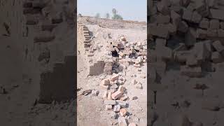 Bricks are ready  اینٹیں تیار خریدنے آ جائیں saeedahmad3736 cricket [upl. by Enyale50]