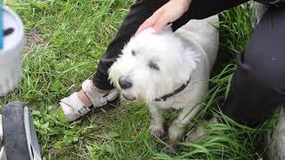 West Highland White Terrier Westie Bobby Medley [upl. by Slifka]