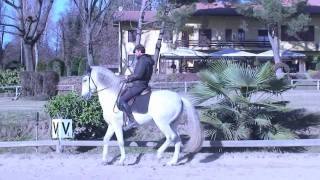 Horse Training Channel  Teaching piaffer  piaffe   Ars Equitandi [upl. by Sakul]