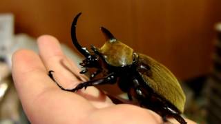 Megasoma gyas porioni  Rhinoceros Beetle  Nashornkäfer [upl. by Sibylla]