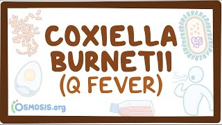 Coxiella burnetii Q fever  an Osmosis Preview [upl. by Violeta152]