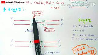 Restriction endonuclease enzyme  Mechanism  Briefly explained  Bio science [upl. by Baryram]