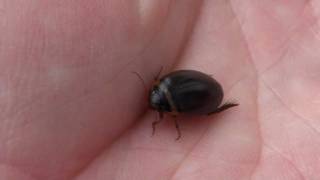 Predaceous Diving Beetle Dytiscidae Grophoderus occidentalis in Hand [upl. by Beverley351]