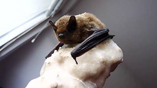 Common Pipistrelle [upl. by Olvan]