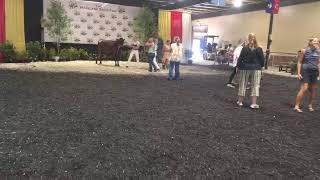 4HFFA Dairy Cattle Showmanship [upl. by Fritze]