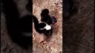 Baby skunks Playing [upl. by Uolymme]